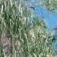 Blauer See - Gemälde Nr. 176