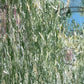 Blauer See - Gemälde Nr. 176